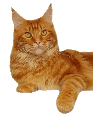 miamska