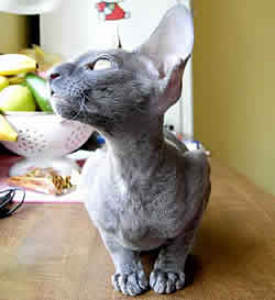 cornish rex
