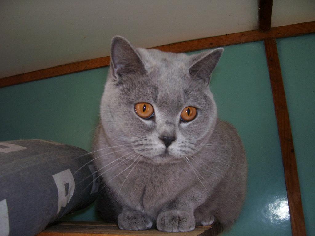 macica
